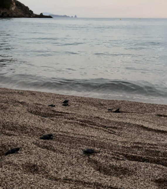 Tortuga careta Costa Brava